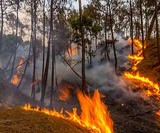 दो माह से धधक रहे हैं जंगल, वन विभाग का फिर भी ' मंगल '