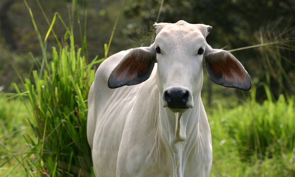 प्रतिबंधित गोमांस बरामद, तस्कर फरार