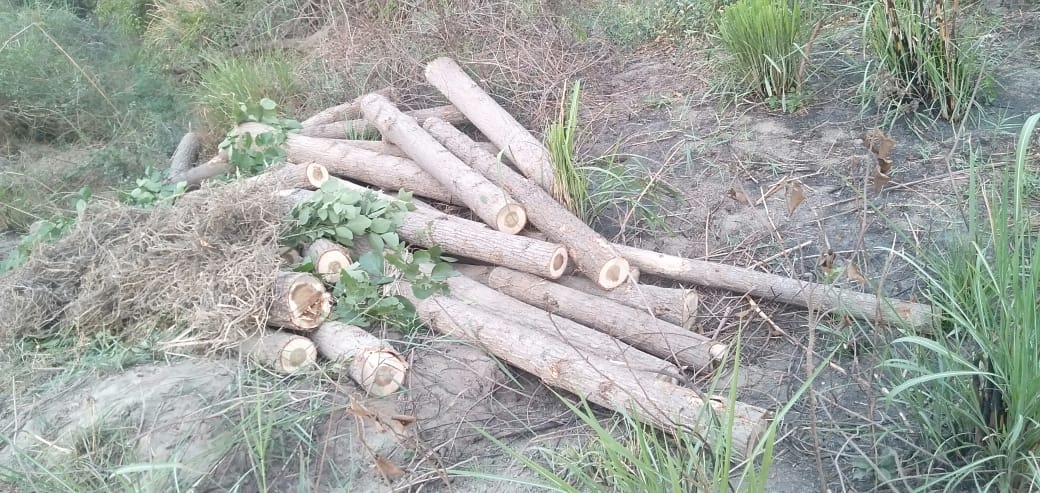 किच्छा के पवन फार्म में पॉपुलर पर फिर चली आरी